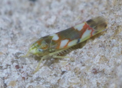 Erythroneura elegans