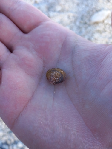 Corbicula fluminea