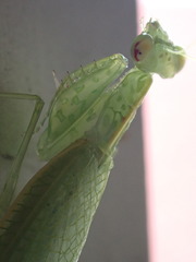 Iridopteryginae