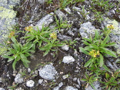 Patrinia sibirica
