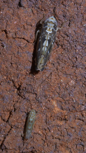 Scaphoideus melanotus