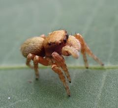 Carrhotus sannio