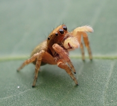 Carrhotus sannio