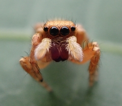 Carrhotus sannio