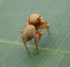 Carrhotus sannio