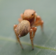 Carrhotus sannio
