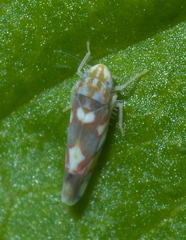 Erythroneura elegans