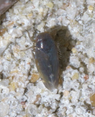 Xestocephalus brunneus
