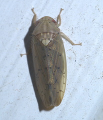 Ponana quadralaba