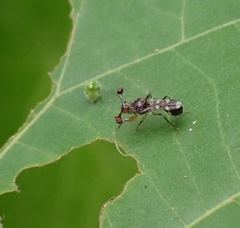 Megalabops quadriguttata