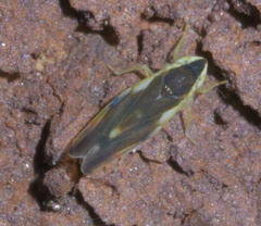 Erythroneura aclys