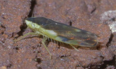 Erythroneura aclys