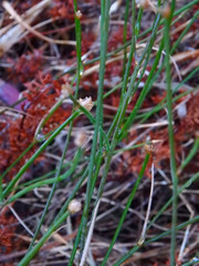 Tricoryne