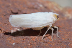 Neocenchrea heidemanni