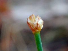 Tricoryne