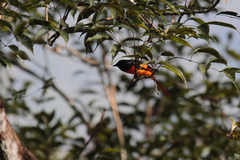 Pericrocotus flammeus