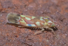 Erythroneura reflecta
