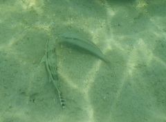 Halichoeres scapularis