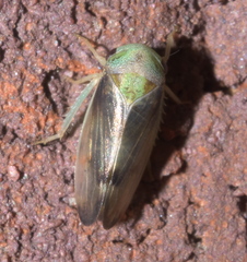 Pediopsoides distinctus