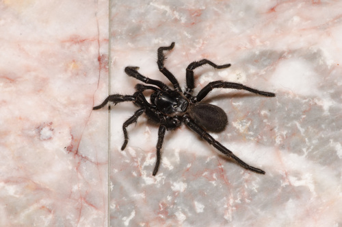 Southwestern Trapdoor Spider photo 4