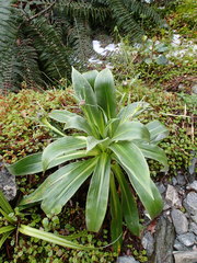 Celmisia verbascifolia