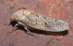 Ponana