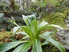 Celmisia verbascifolia