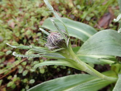 Celmisia verbascifolia