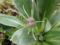 Celmisia verbascifolia