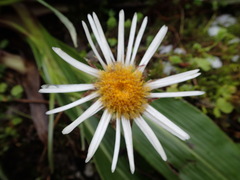 Celmisia verbascifolia