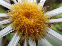 Celmisia verbascifolia