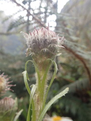 Celmisia verbascifolia