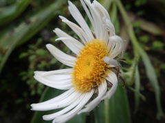 Celmisia verbascifolia
