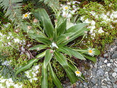 Celmisia verbascifolia