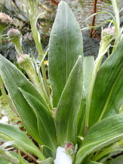 Celmisia verbascifolia