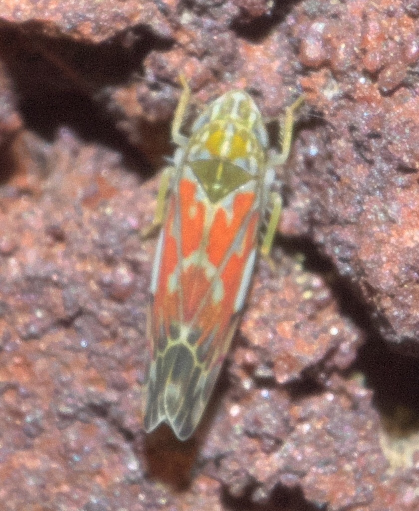 The wounded leafhopper