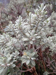 Olearia moschata