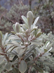 Olearia moschata