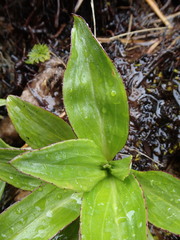 Celmisia holosericea