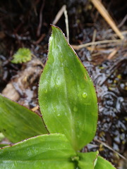 Celmisia holosericea