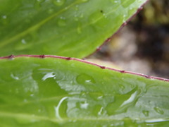 Celmisia holosericea