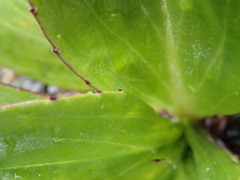 Celmisia holosericea