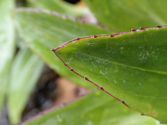 Celmisia holosericea