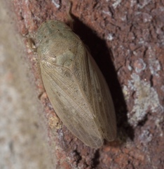 Negosiana dualis