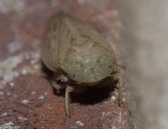 Negosiana dualis