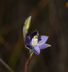 Thelymitra holmesii
