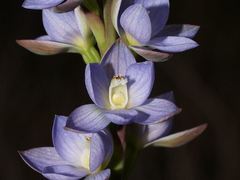 Thelymitra aristata