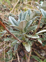 Brachyglottis revoluta