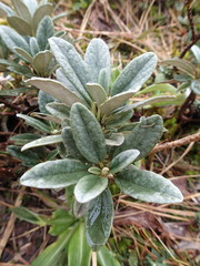 Brachyglottis revoluta