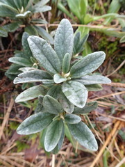 Brachyglottis revoluta